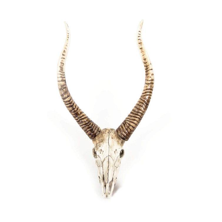 Zentique Goat Skull Wall Décor & Reviews Wayfair